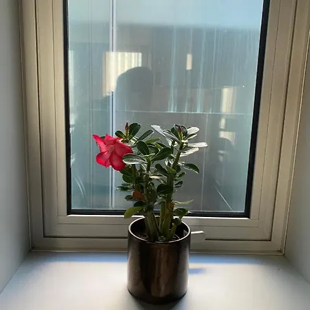 公寓 Host'in Arrais 阿威罗